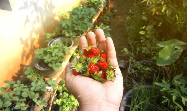 Fresas frescas en mano humana . —  Fotos de Stock