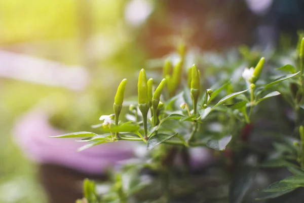 Pimentas Verdes Nos Ramos Árvore Pimenta Horta Com Fundo Luz — Fotografia de Stock