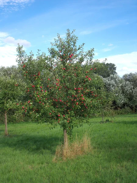 Apple träd 5 — Stockfoto