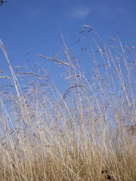 Trockenes Gras 2 — Stockfoto