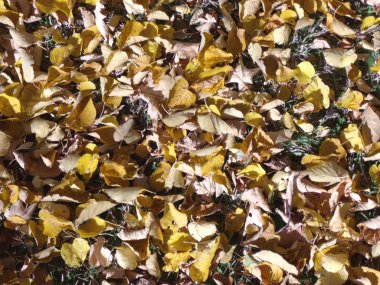 03 sonbahar yaprakları