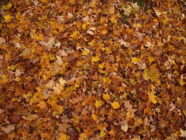 doku akçaağaç 1 yaprak