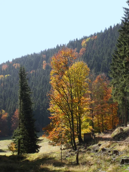 Outono paisagem backlight 1 — Fotografia de Stock