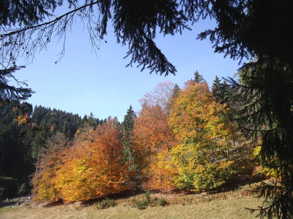 Herbst Landschaft Zweig 3 — Stockfoto