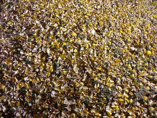 Folhas de outono 05 — Fotografia de Stock
