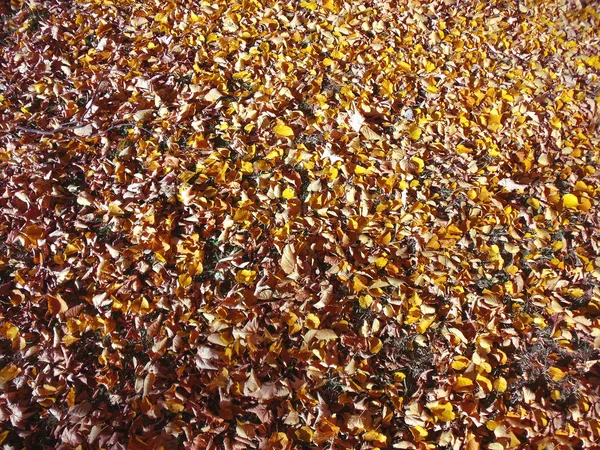 Folhas de outono 06 — Fotografia de Stock