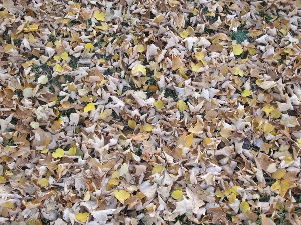 Folhas de outono 07 — Fotografia de Stock