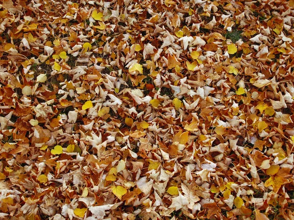 Folhas de outono 08 — Fotografia de Stock