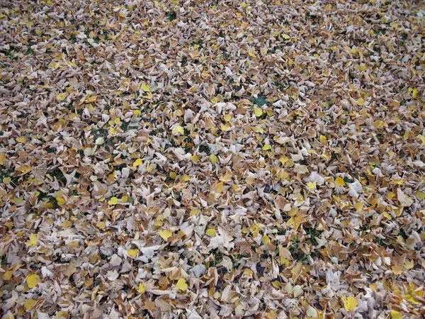 Folhas de outono 09 — Fotografia de Stock