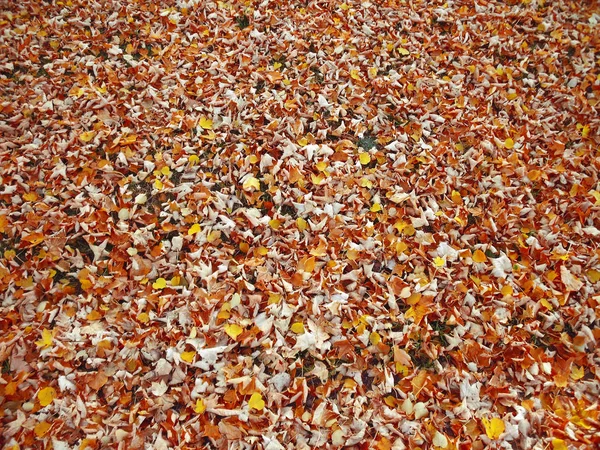 Folhas de outono 10 — Fotografia de Stock