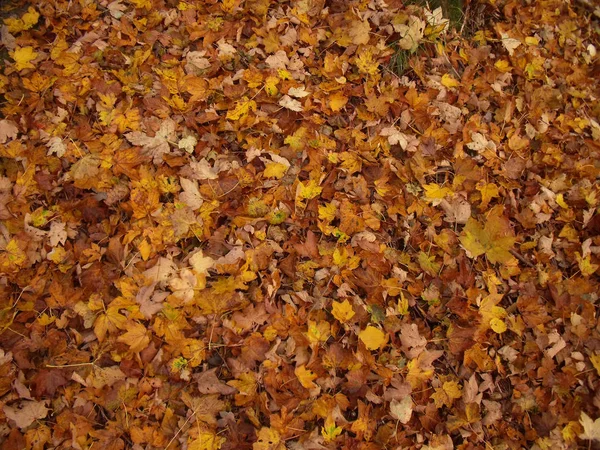 Feuille d'automne texture érable 1 — Photo