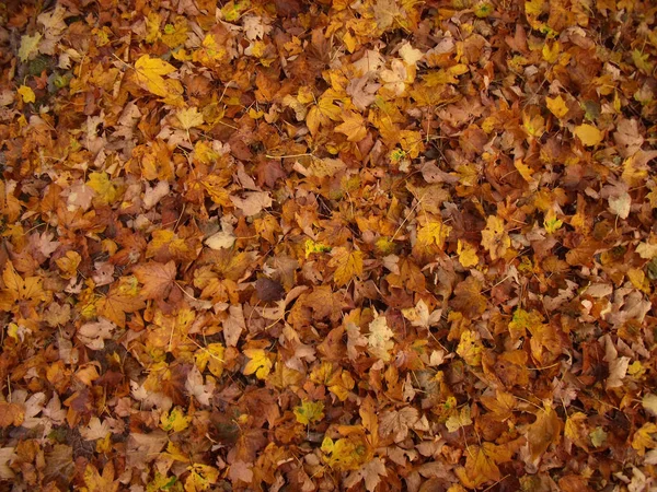 Feuille d'automne texture érable 2 — Photo