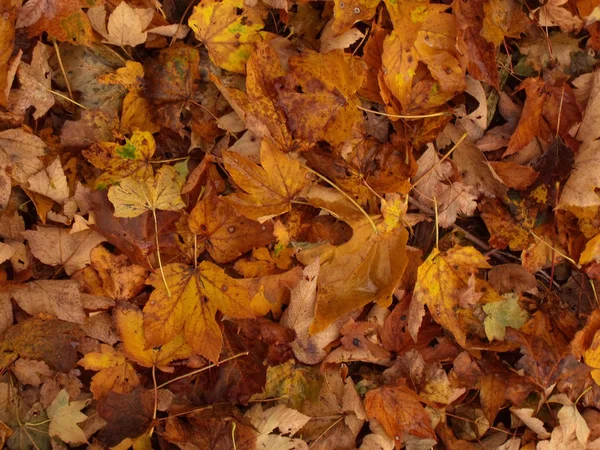 Feuille d'automne texture érable 3 — Photo