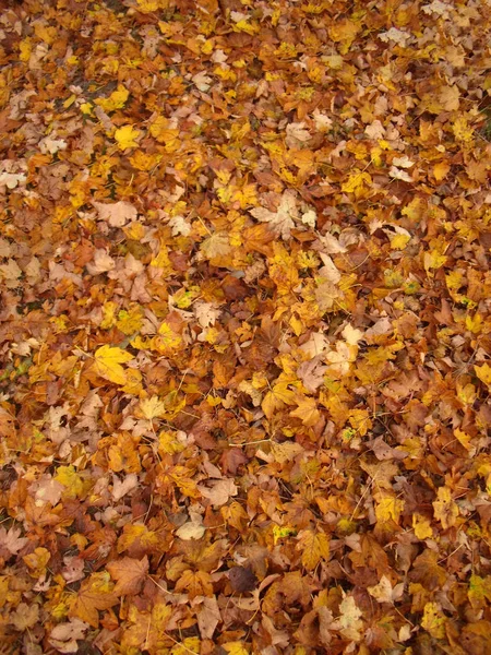 Feuille d'automne texture érable 4 — Photo