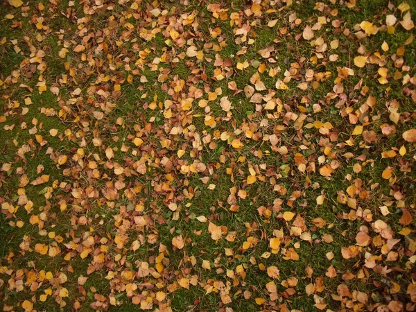 doku huş 3 sonbahar yaprakları