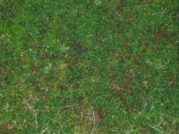 Moss texture 5 — Stock Photo, Image