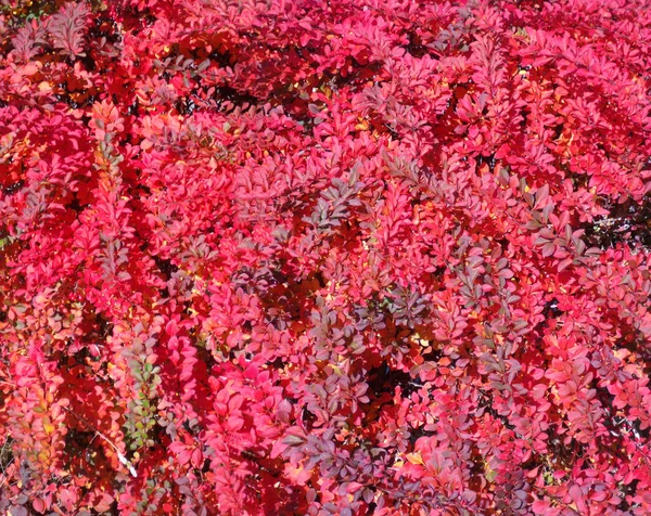 Rode hedge textuur 2 — Stockfoto