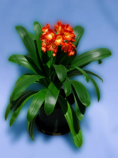 Clivia mavi veya Kaffir zambak