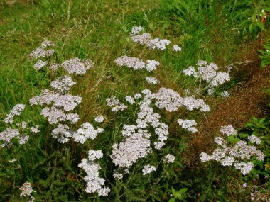 Civanperçemi bir medow üzerinde