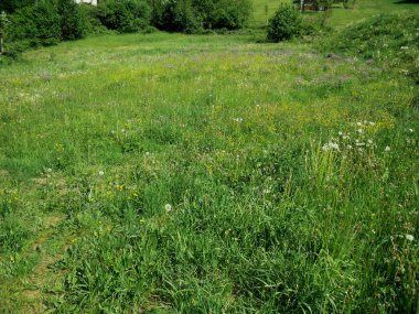 Çayır renk çiçek kompozisyon