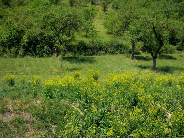 Sarı çiçek çayır kompozisyon