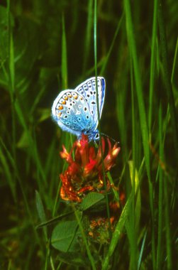 Blue butterfly on flower clipart