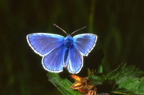 Papillon bleu 1 — Photo