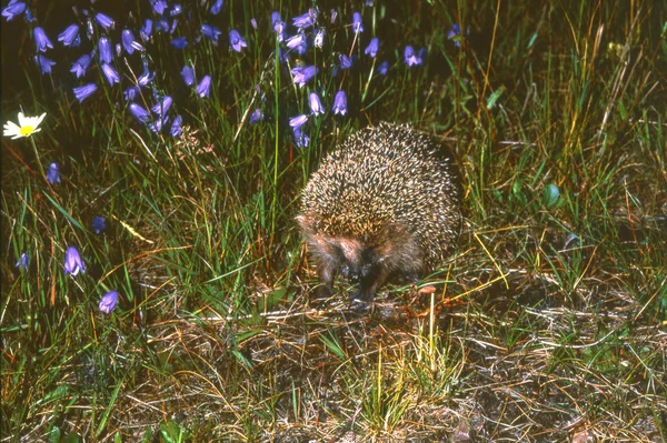 Hedgehog and Bluebell — Stock Photo, Image