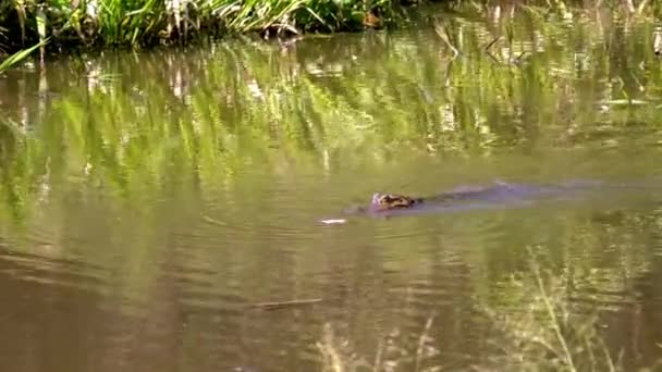 Маленький крокодил у воді — стокове відео