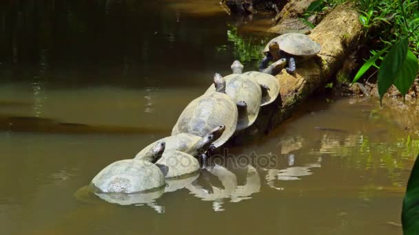 Tortues dans l'eau sur le tronc — Video