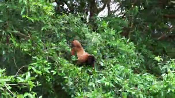 Μαϊμού στο δέντρο — Αρχείο Βίντεο