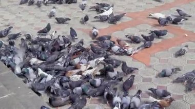 Sokakta yemek güvercinler