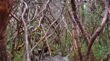 Papertree Forrest, Cuenca