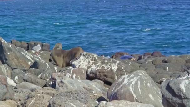 Seelöwe bewegt sich auf Felsen — Stockvideo