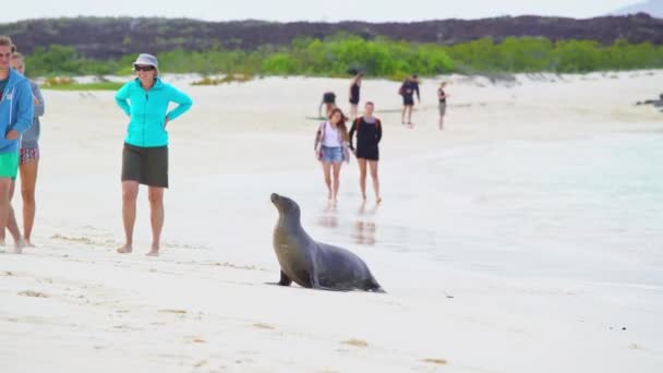 Sealion på stranden med turister på Galapagos Island September 3th 2016 — Stockvideo