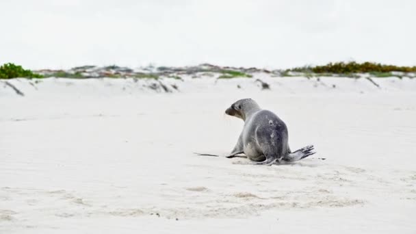 Leone marino che cammina sulla spiaggia — Video Stock