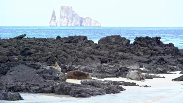 Drie zeeleeuwen liggen tussen rotsen — Stockvideo