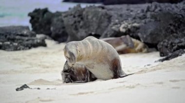 Deniz aslanı kulağının kaşıntı