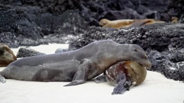 Deniz Aslanları birbirinin üstüne yalan