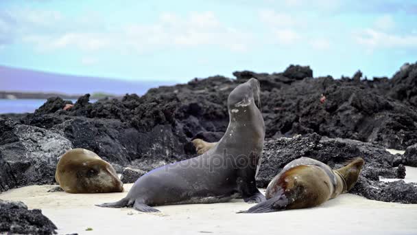 Sea Lion letar plats — Stockvideo
