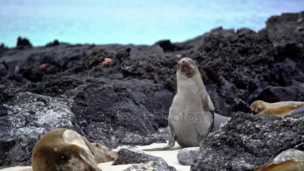 Harc a Galapagos sziget oroszlánfókák — Stock videók