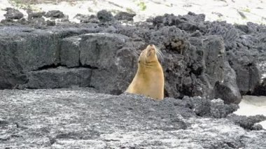 Deniz Aslan başını sallayarak