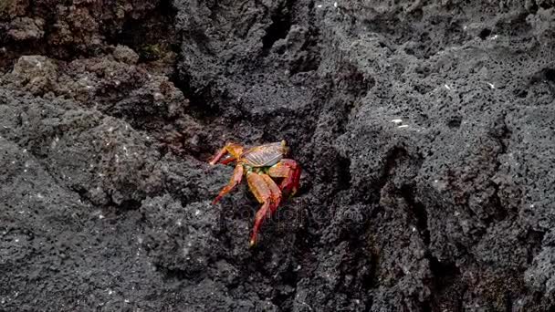 Crabe marchant sur les rochers — Video