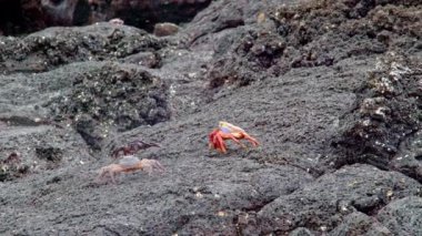 Üç yengeçler kayalar üzerinde yürüme