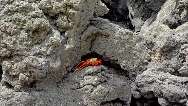 Crabes assis sur des rochers aux îles Galapagos, Équateur — Video