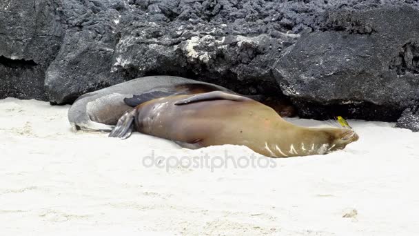 Dois leões-foca deitados na praia — Vídeo de Stock