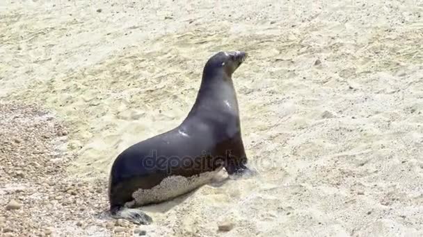 Zeeleeuw wandelen op strand — Stockvideo