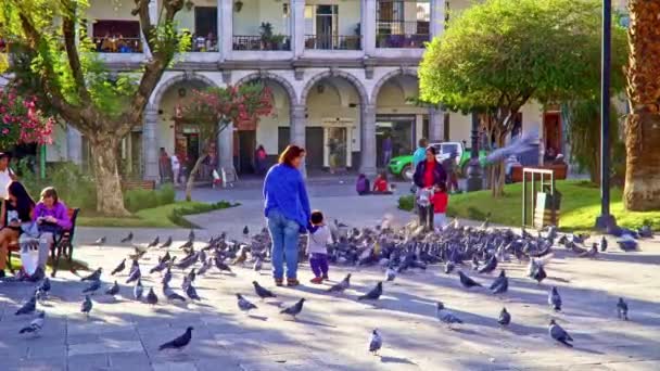 Familias alimentando palomas en la Plaza de Armas de Arequipa, Perú, 22 sep 2016 — Vídeos de Stock