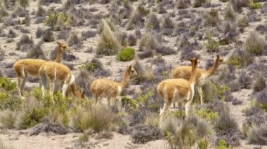 Dağlarda vicuna (Vicugna vicugna)