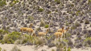 Dağlarda vicuna (Vicugna vicugna)